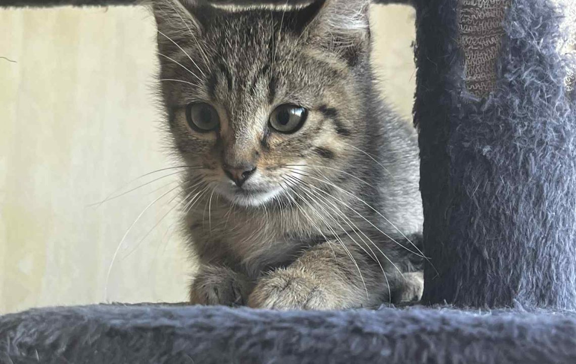 Griffonne, chatonne tigrée, assise sur un arbre à chat abîmé, observant l’objectif avec prudence.
