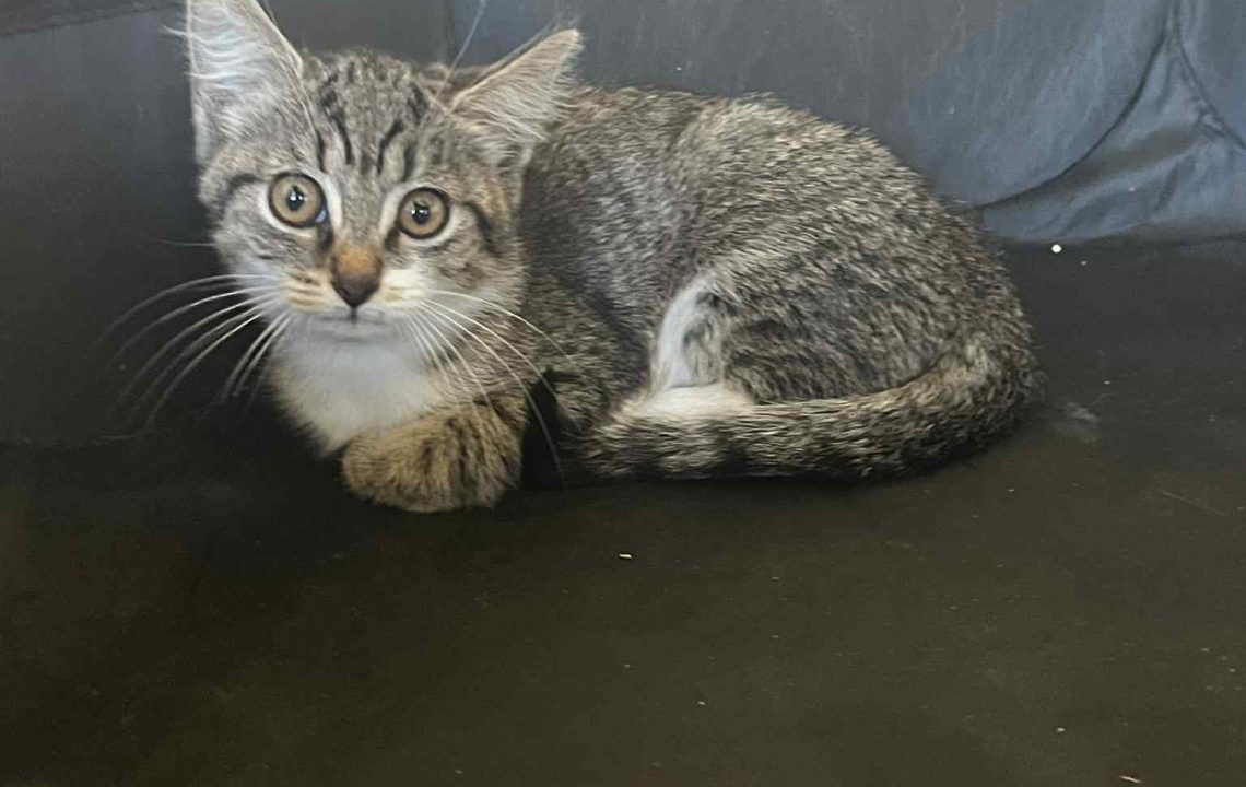Gula couchée dans un parc pour chat en tissu noir, regard doux et légèrement timide.
