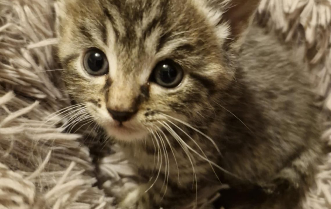Portrait attendrissant d’Edgar, chaton tigré, les yeux grands ouverts vers l’objectif