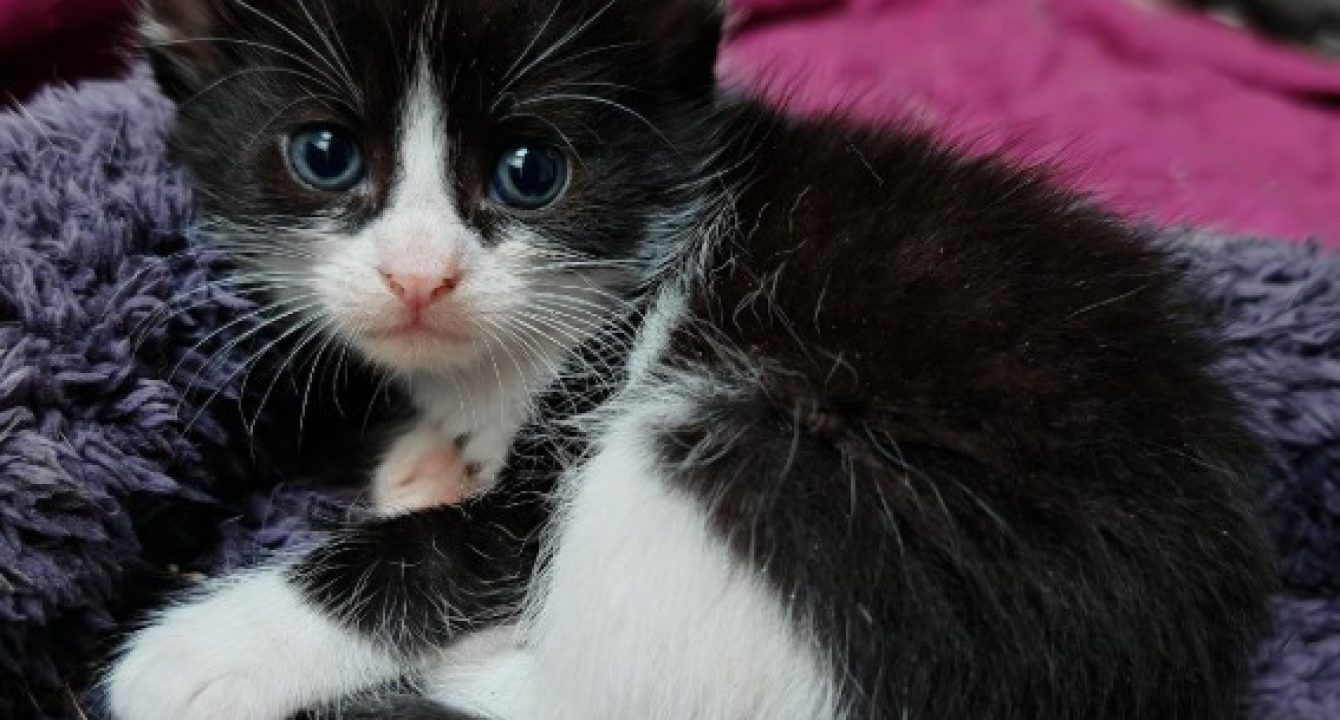 Flèche, chaton noir et blanc est allongé sur un plaid bleu et nous regarde avec ses yeux bleus