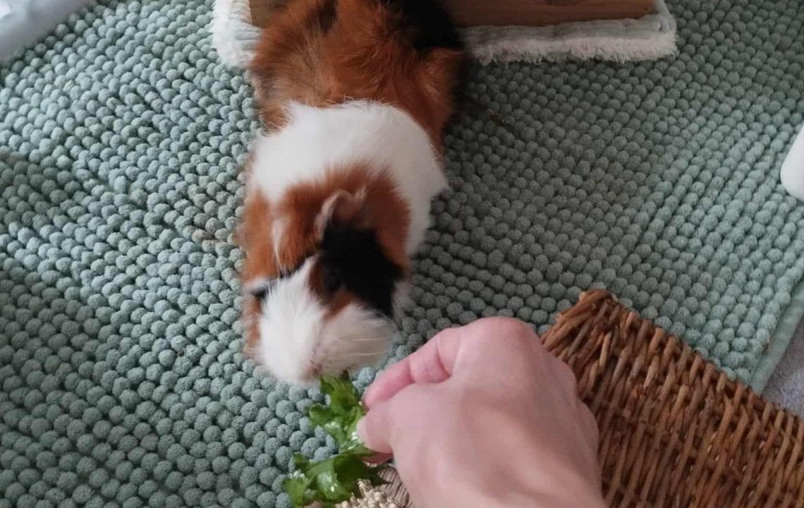 Mc Do, cochon d’Inde tricolore à l’adoption à Tourcoing, s’approche timidement pour manger de la coriandre depuis la main d’une humaine.