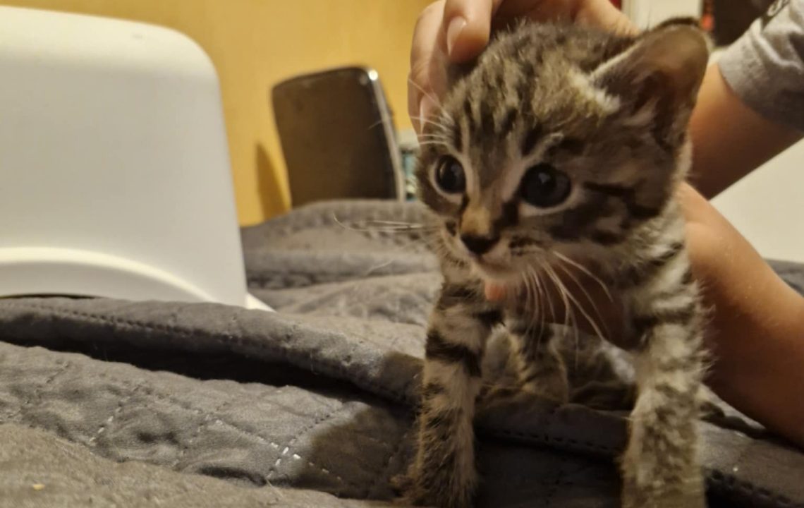 dgar, petit chaton tigré, se laisse caresser tout en observant son environnement