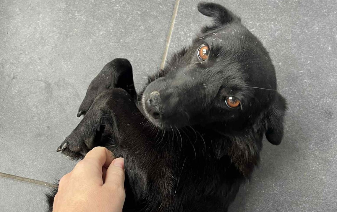 Moon, petite chienne noire allongée sur le dos au sol, regard doux vers l’objectif pendant qu’on lui caresse le ventre.