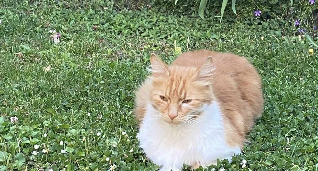 Scampi, un magnifique chat mâle de 3 ans, roux et blanc est allongé dans l'herbe de son jardin