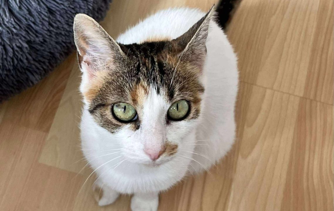 Arriet, chatte adulte tricolore à adopter à Fretin, vue du dessus assise au sol près d’un coussin moelleux.