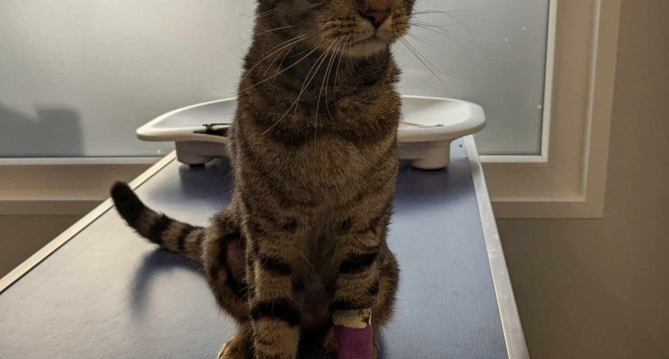 Nevada, un chat européen mâle sur la table du vétérinaire suite à son opération. Il est disponible chez l'association Les amis d'Ivar