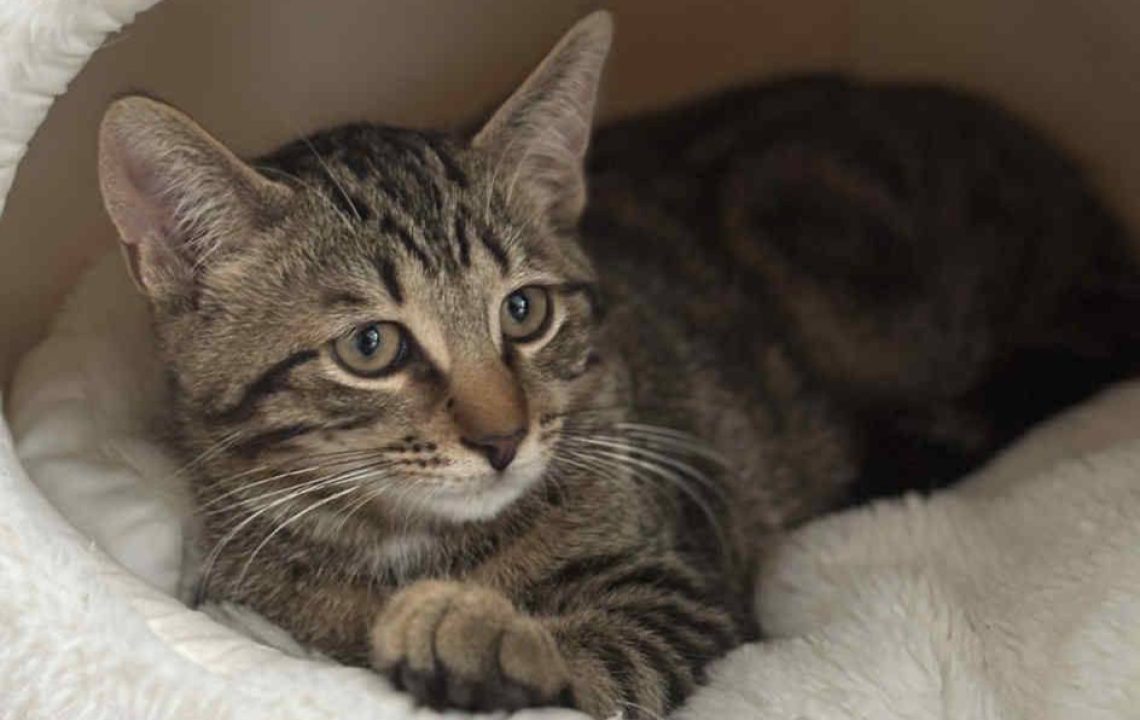 Arthur, chaton tigré à adopter, allongé dans un panier en peluche, calme et observateur.