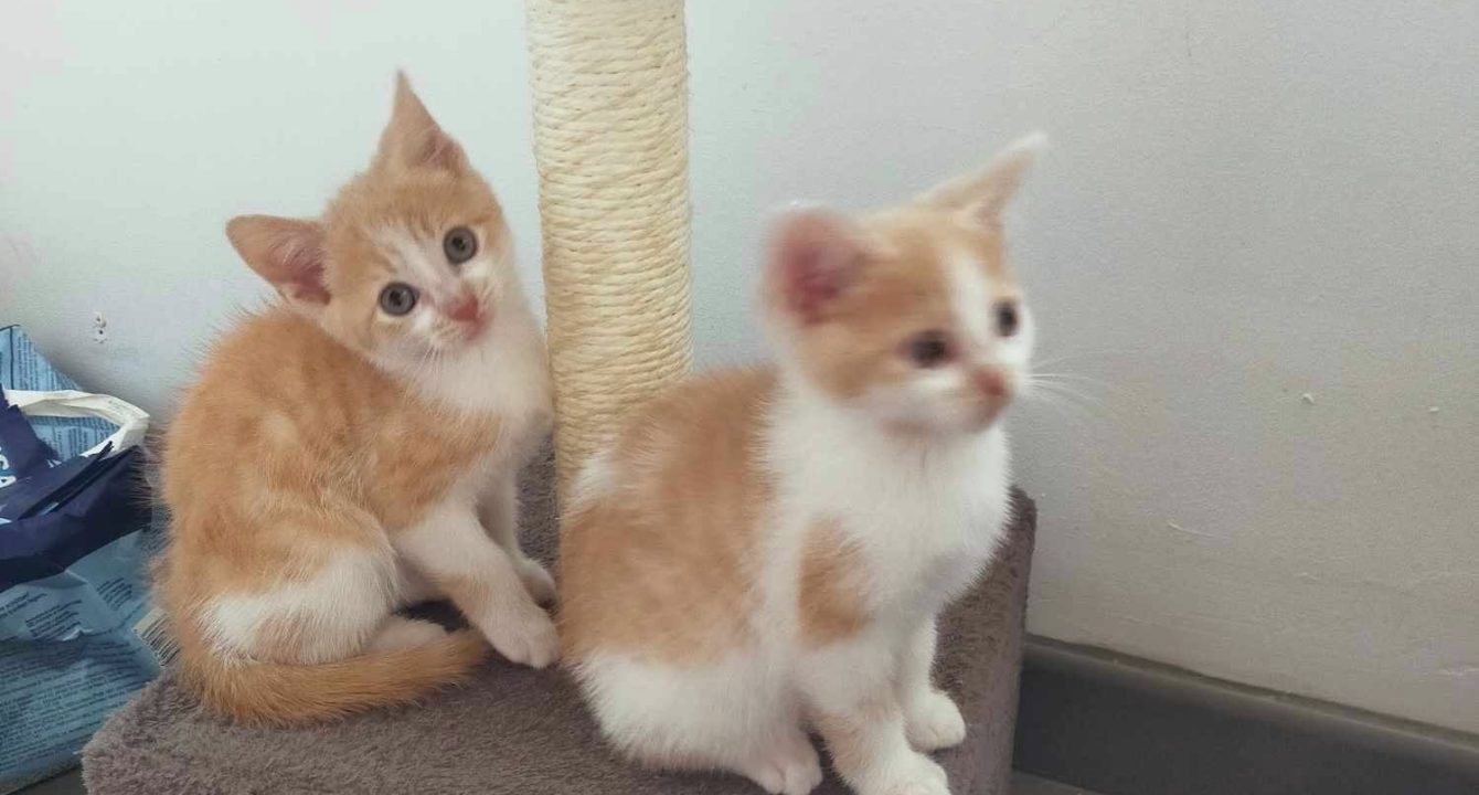 Deux chatons blanc et roux assis côte à côte sur un arbre à chat regardant dans la même direction — photo de Simba et Nala, chatons à adopter.