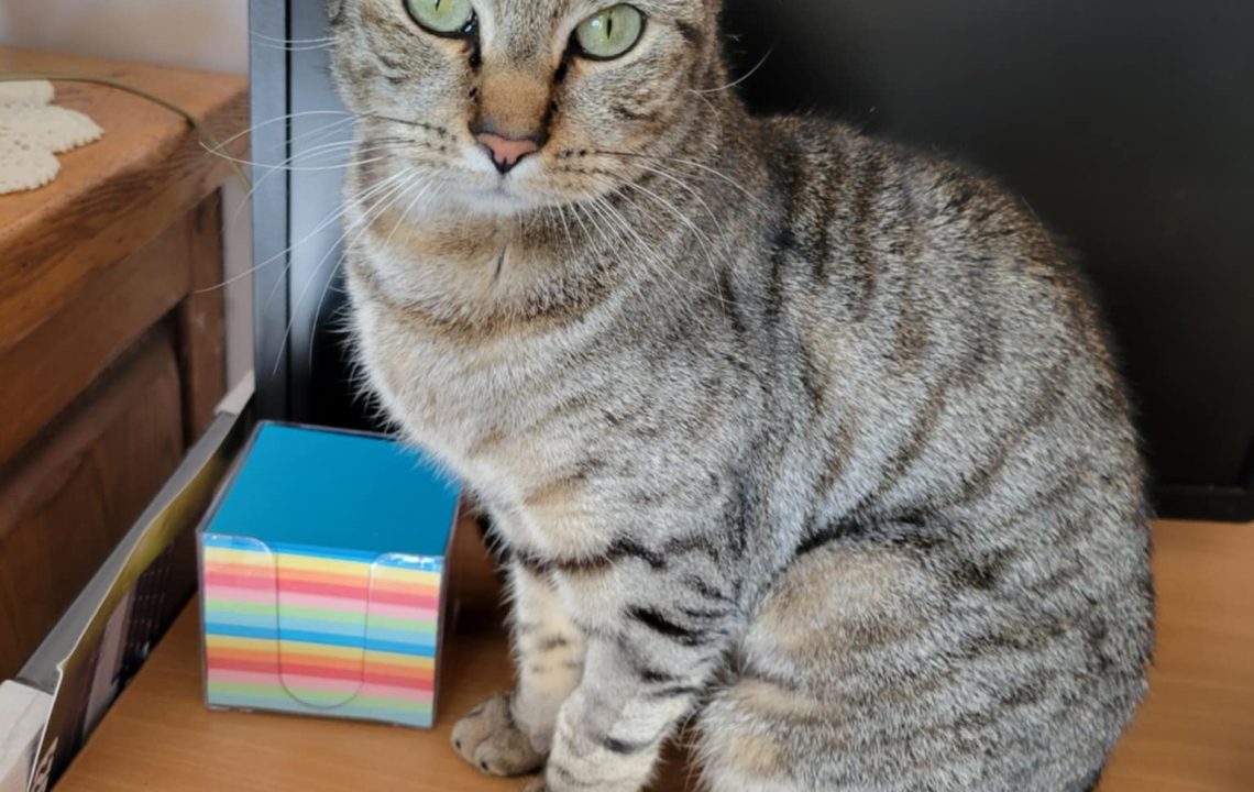 Nevada, jeune chat tigré, assis droit devant un écran, regard expressif.