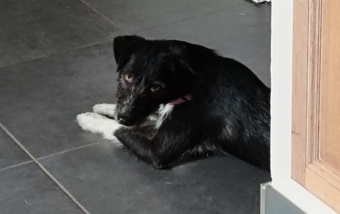 Savannah, chienne croisée noir et blanc, allongée au sol dans un intérieur, observant calmement son environnement.