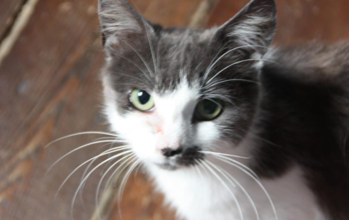 Portrait rapproché de Cosette, chatte tigrée de 8 mois aux yeux verts, pleine de douceur.