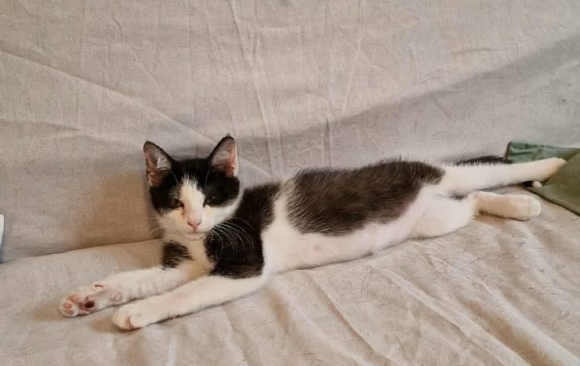 Chaton noir et blanc allongé de tout son long sur un drap beige, regardant l’objectif.