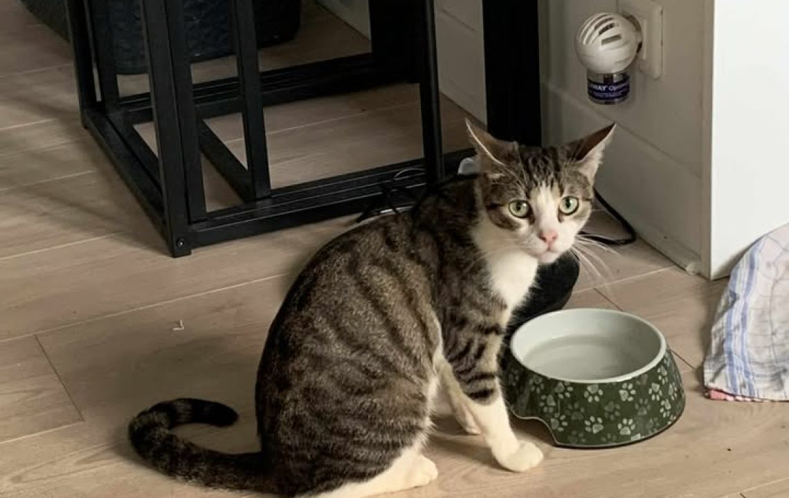 Cléo, jeune chatte tigrée grise et blanche assise près d’une gamelle verte dans un intérieur cosy – chat sociable à adopter avec Les Amis d’Ivar.