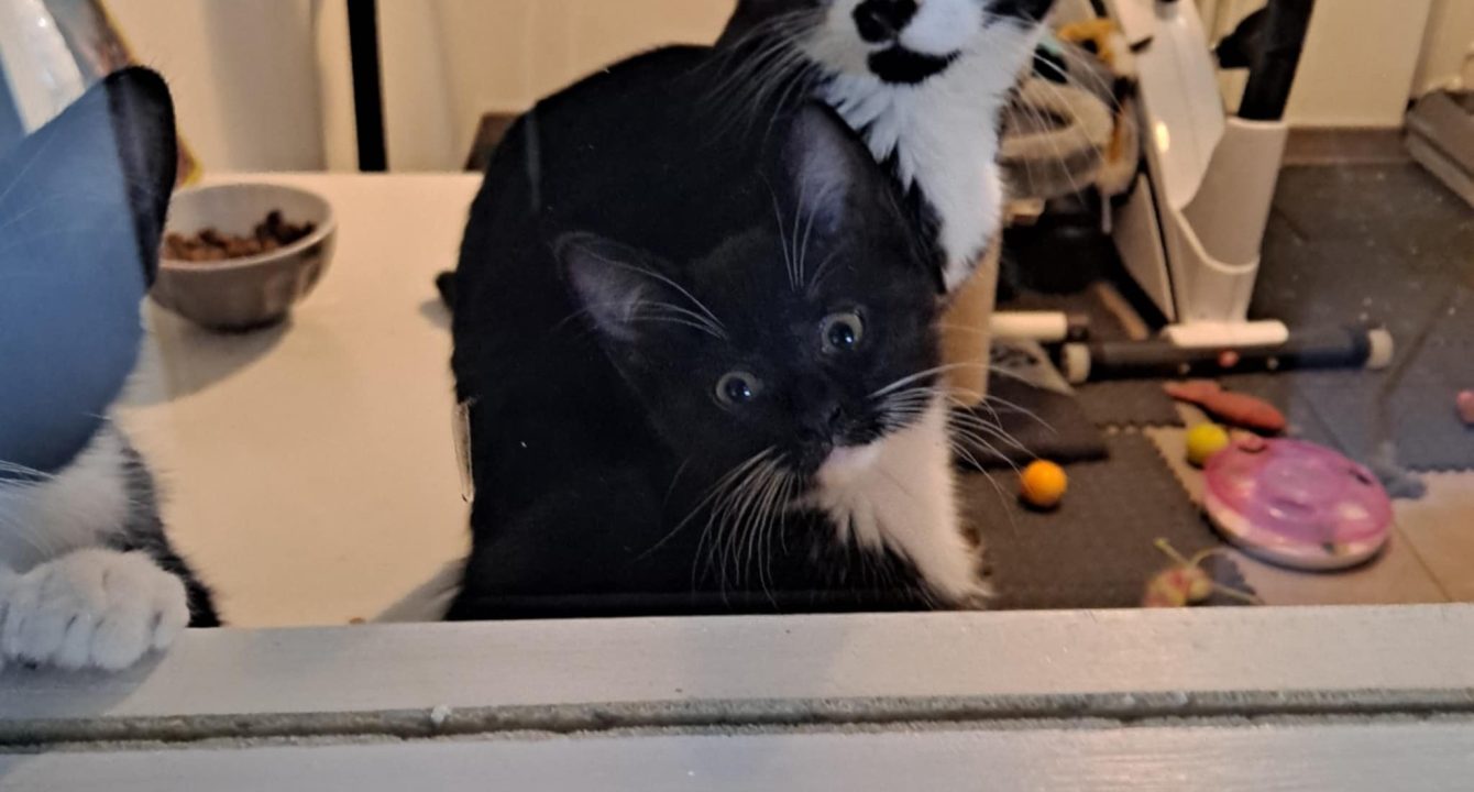 Nina, chat noire et blanche est assise sur un appui de fenêtre, le regard tournée vers nous