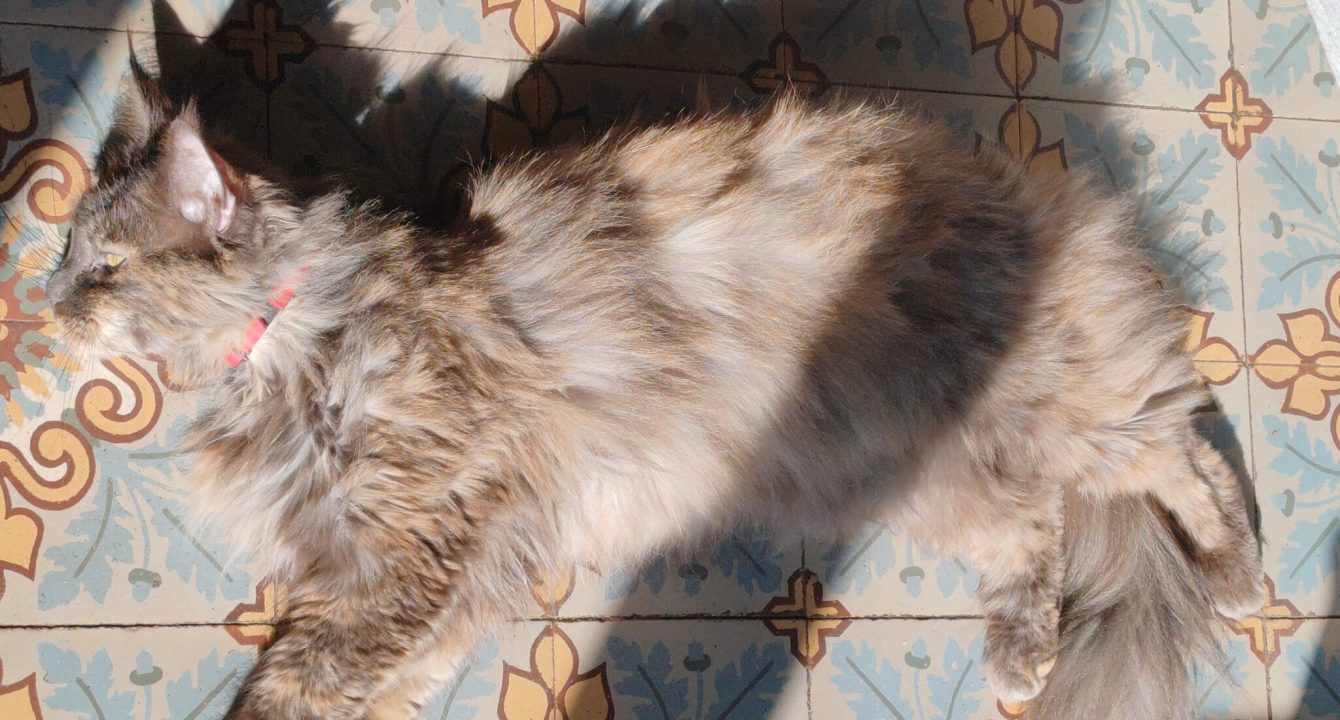 Rosy, femelle maine coon de 4 ans, est une chatte femelle disponible via l'association Les amis d'Ivar, qui est allongée sur une nappe fleurie, elle est de profil