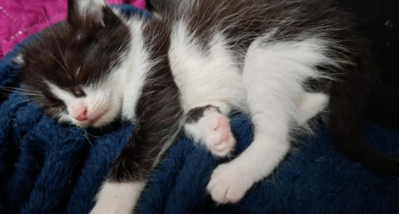 Flèche, chaton noir et blanc est allongé sur un plaid bleu