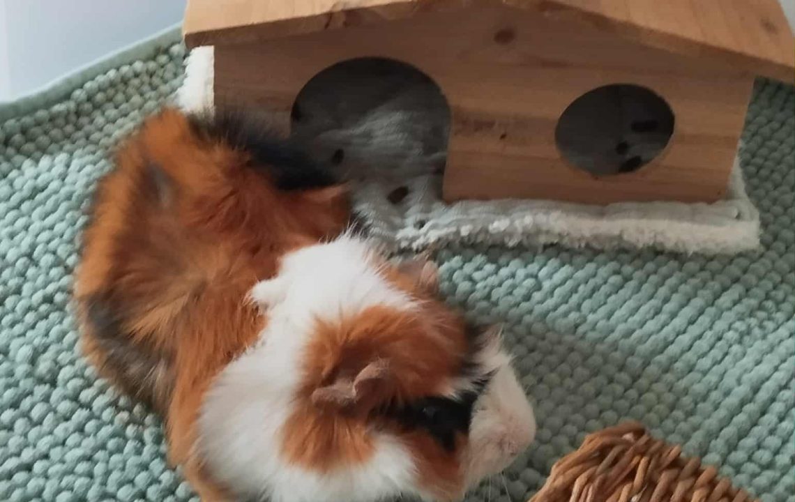 Mc Do, jeune cochon d’Inde curieux et timide, dans son enclos près d’une maison en bois, prêt à être adopté dans les Hauts-de-France.