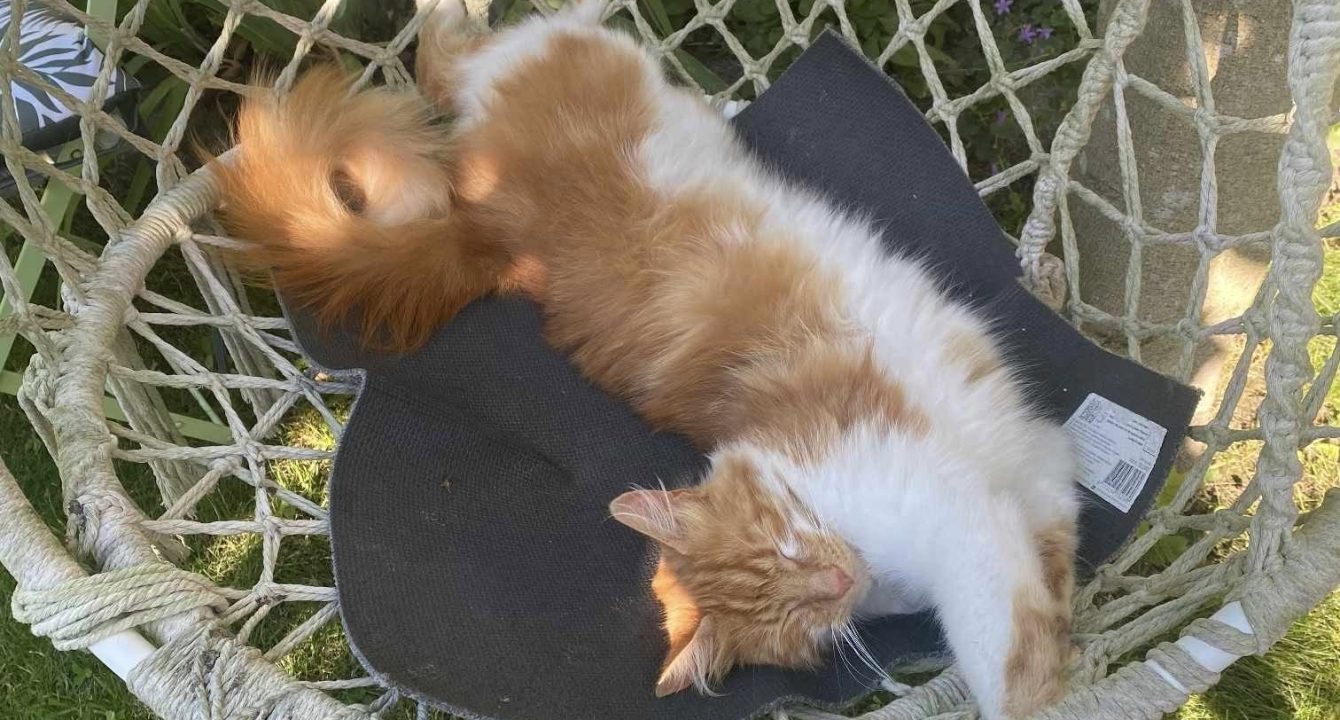 Scampi, un magnifique chat mâle de 3 ans, roux et blanc est allongé et s'étire dans une chaise à bascule dans un jardin