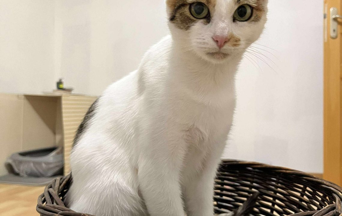 Chatte tricolore Arriet assise dans un panier en osier, en famille d’accueil à Fretin.
