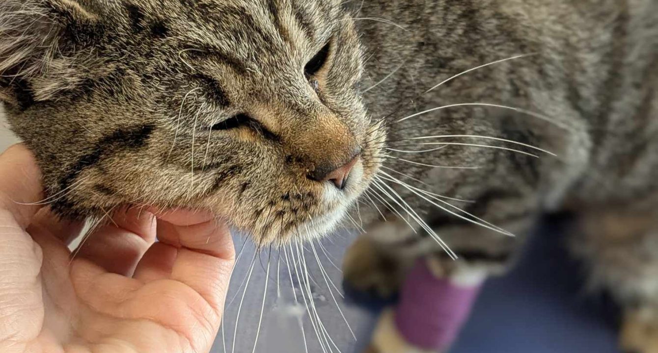 Nevada, un chat européen mâle se fait carresser la tête sur la table du vétérinaire suite à son opération. Il est disponible chez l'association Les amis d'Ivar