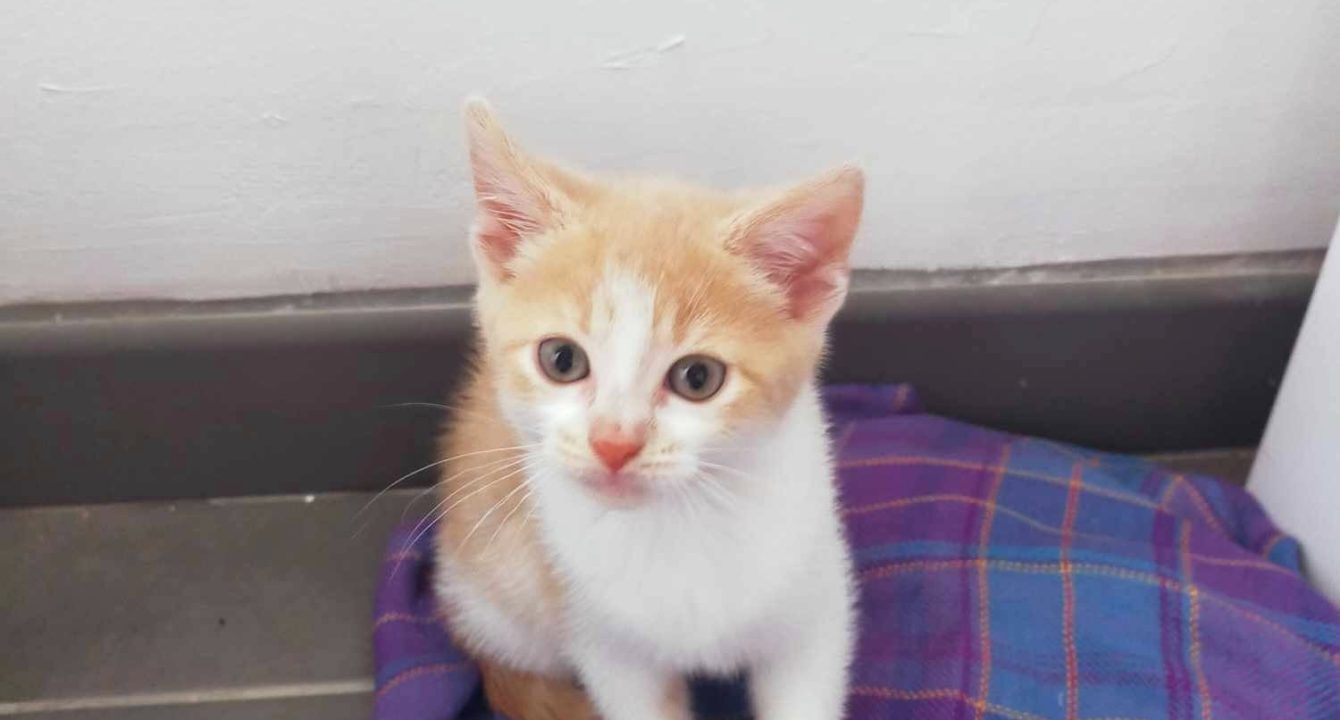 Un chaton blanc et roux assis sur un plaid violet et bleu — photo de Simba ou Nala, chatons à adopter.