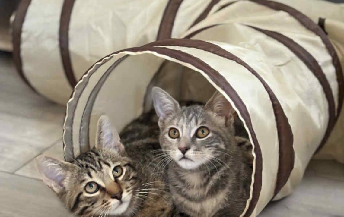 Arthur et Opale, deux chatons à adopter ensemble, blottis l’un contre l’autre dans un tunnel pour chats.