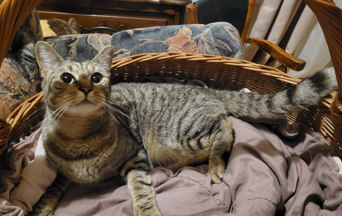 Nevada, jeune chat tigré, allongé dans un panier en osier, regard curieux et expressif.