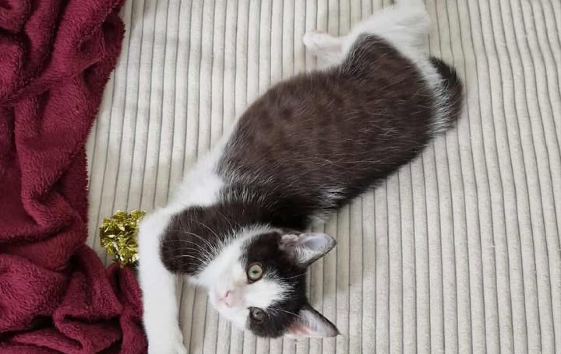 Chaton noir et blanc couché sur le dos sur un lit beige, près d’un plaid bordeaux, tenant une boule dorée entre ses pattes.