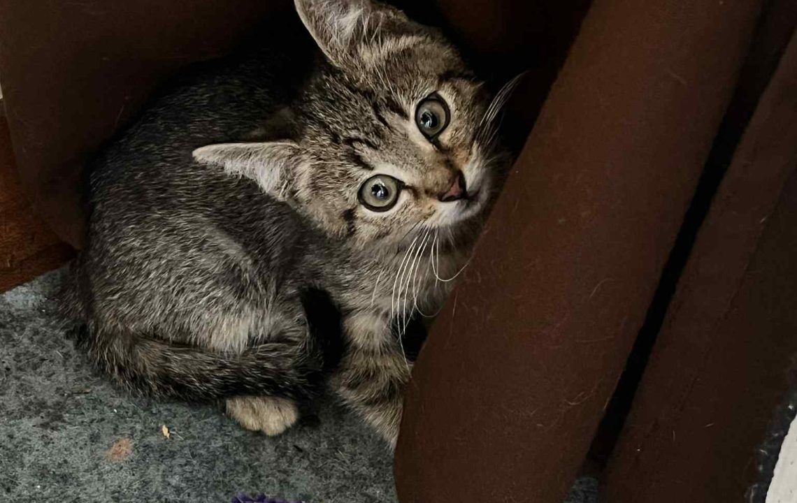 Petit chaton tigré aux yeux ronds, caché derrière un rideau brun, près d’une balle violette.