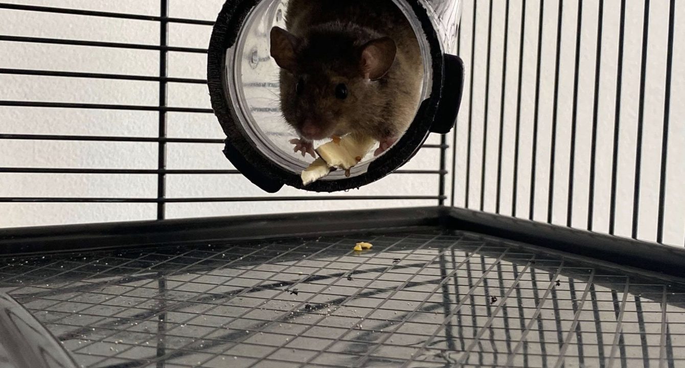 Une souris marron dans un tuyau de sa cage, elle vient de l'association Les amis d'Ivar