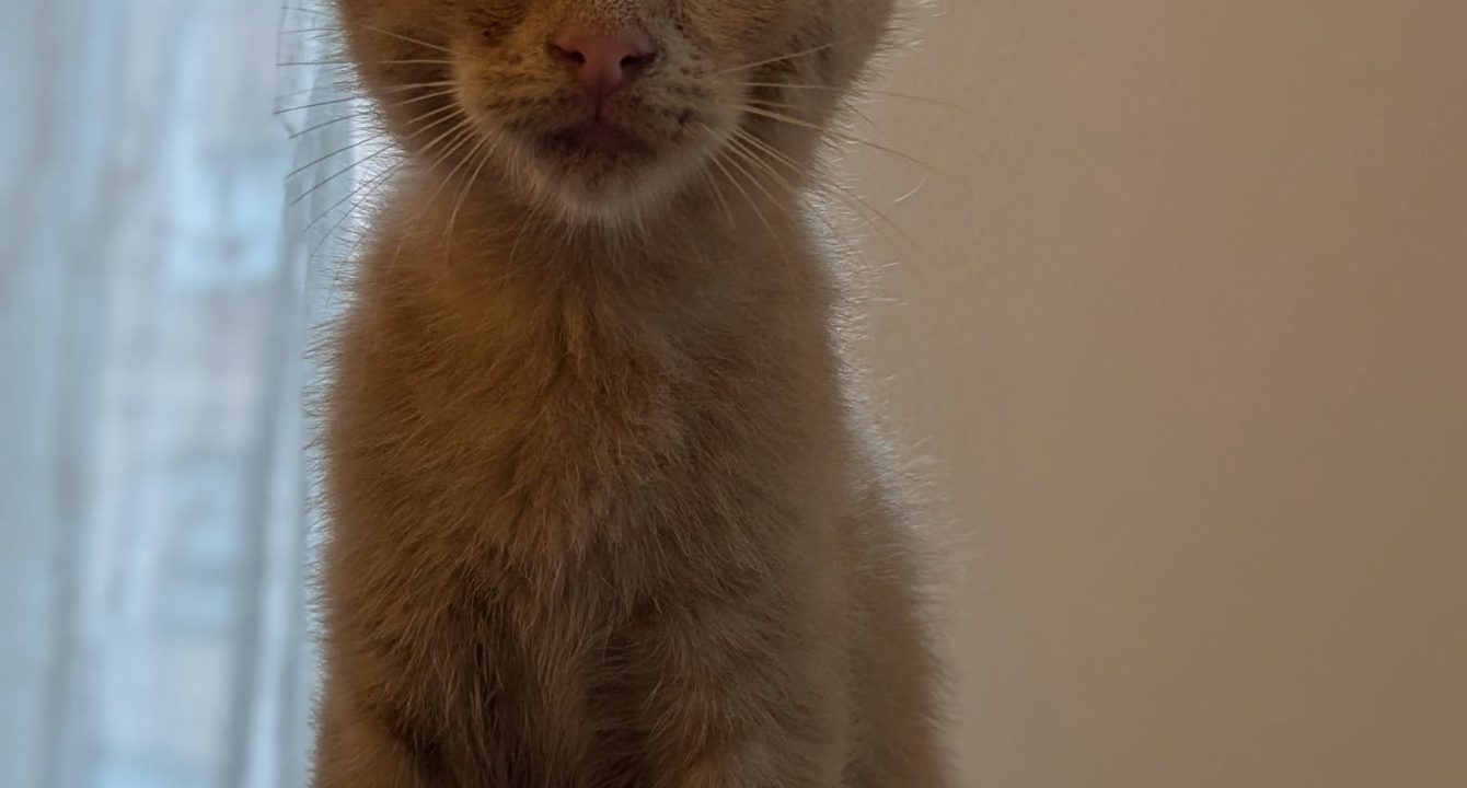 Nina, chatonne de 2 mois, rousse qui est assise sur un arbre à chat avec un rideau en arrière plan
