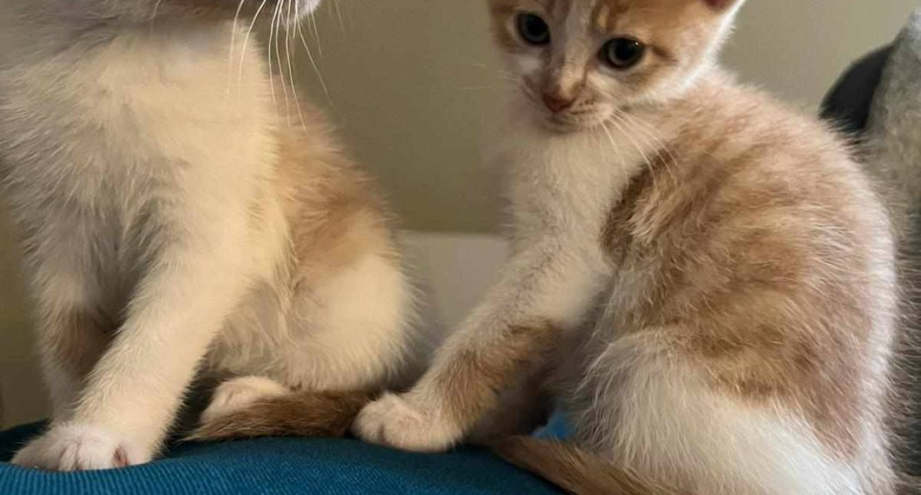 Deux chatons blanc et roux assis côte à côte sur un coussin bleu, regardant dans la même direction — photo de Simba et Nala, chatons à adopter.