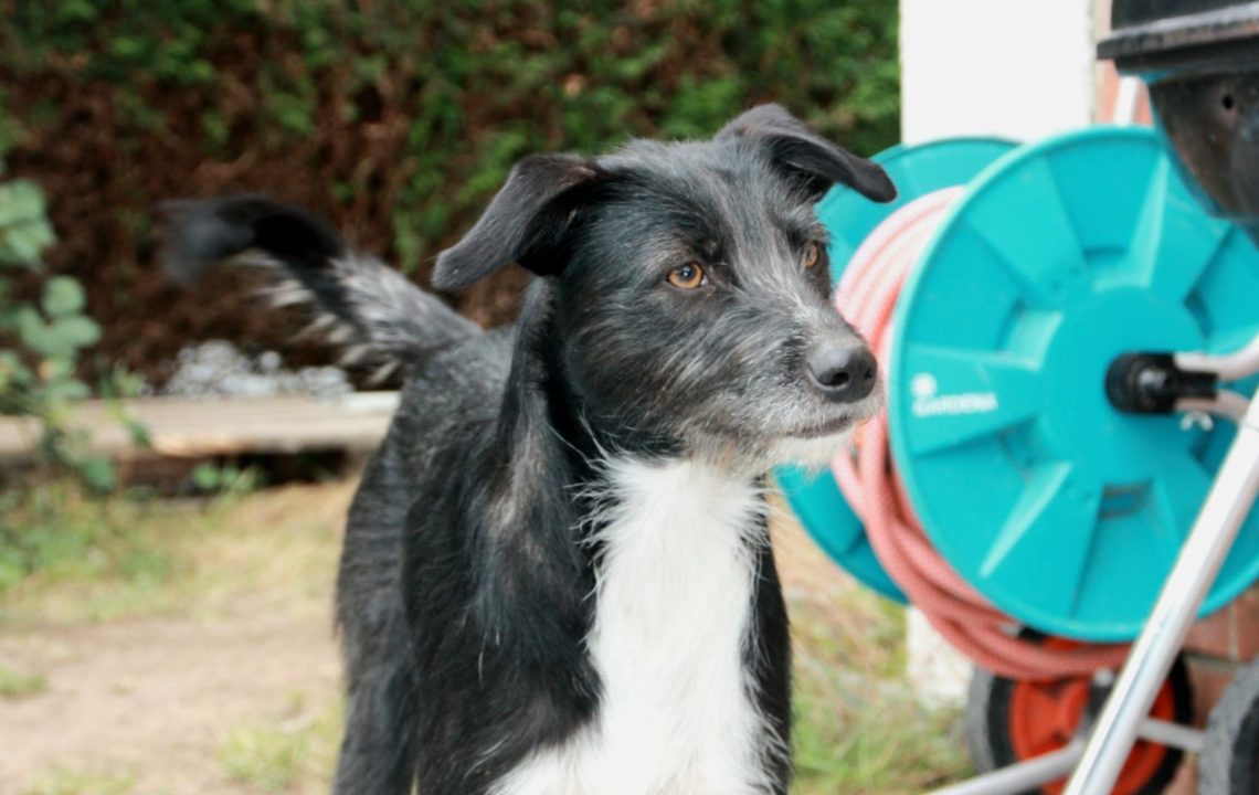 Savannah, chienne à l’adoption, debout dans un jardin, fixant l’objectif avec un regard doux et curieux.