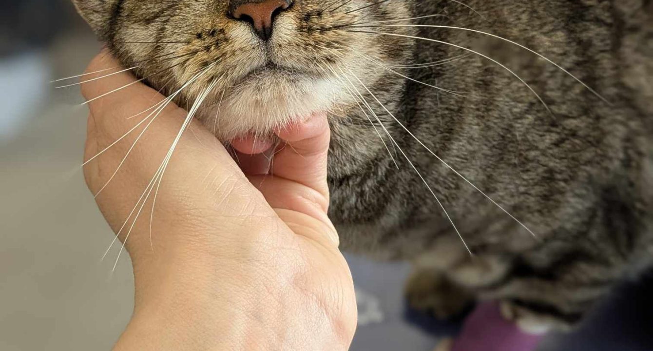 Nevada, un chat européen mâle se fait carresser la tête sur la table du vétérinaire suite à son opération. Il est disponible chez l'association Les amis d'Ivar