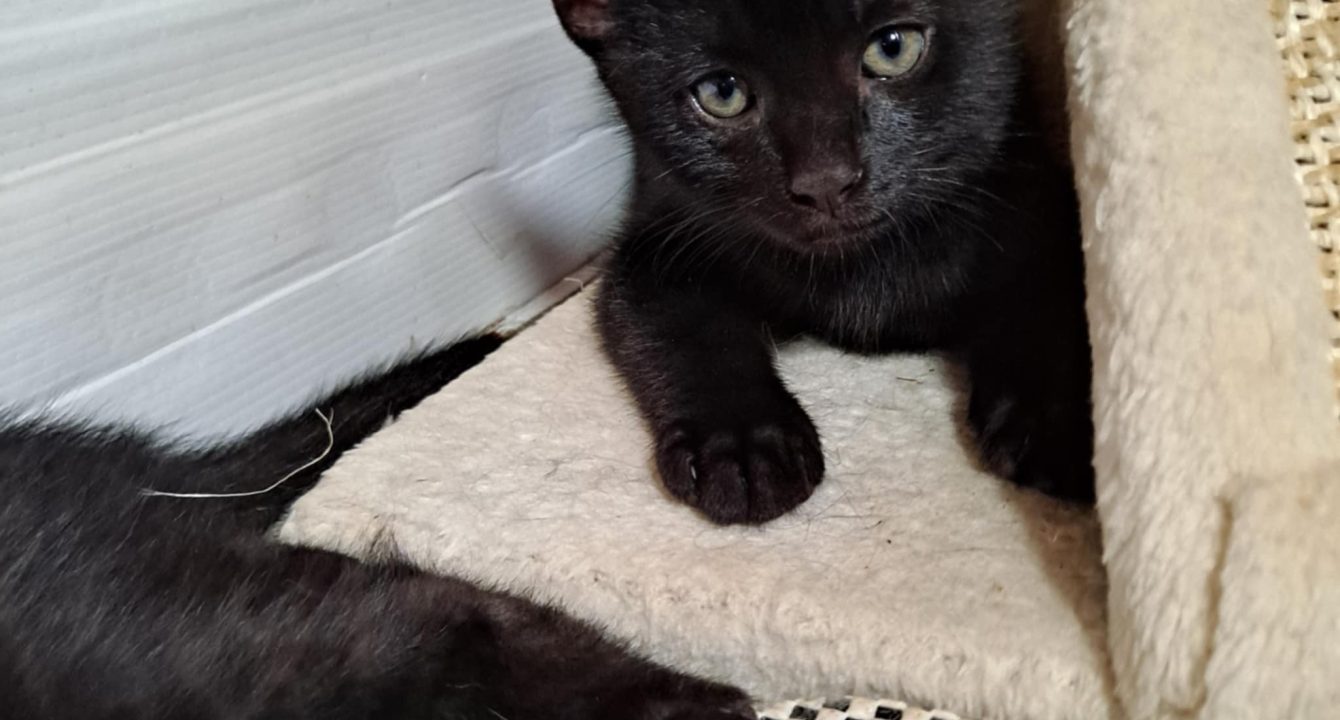 Grotti, chat noir est allongé derrière un arbre à chat.