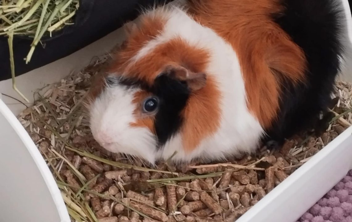 Portrait de Mc Do, cochon d’Inde tricolore, dans son bac à litière avec regard vif, en attente d’une adoption douce et patiente.