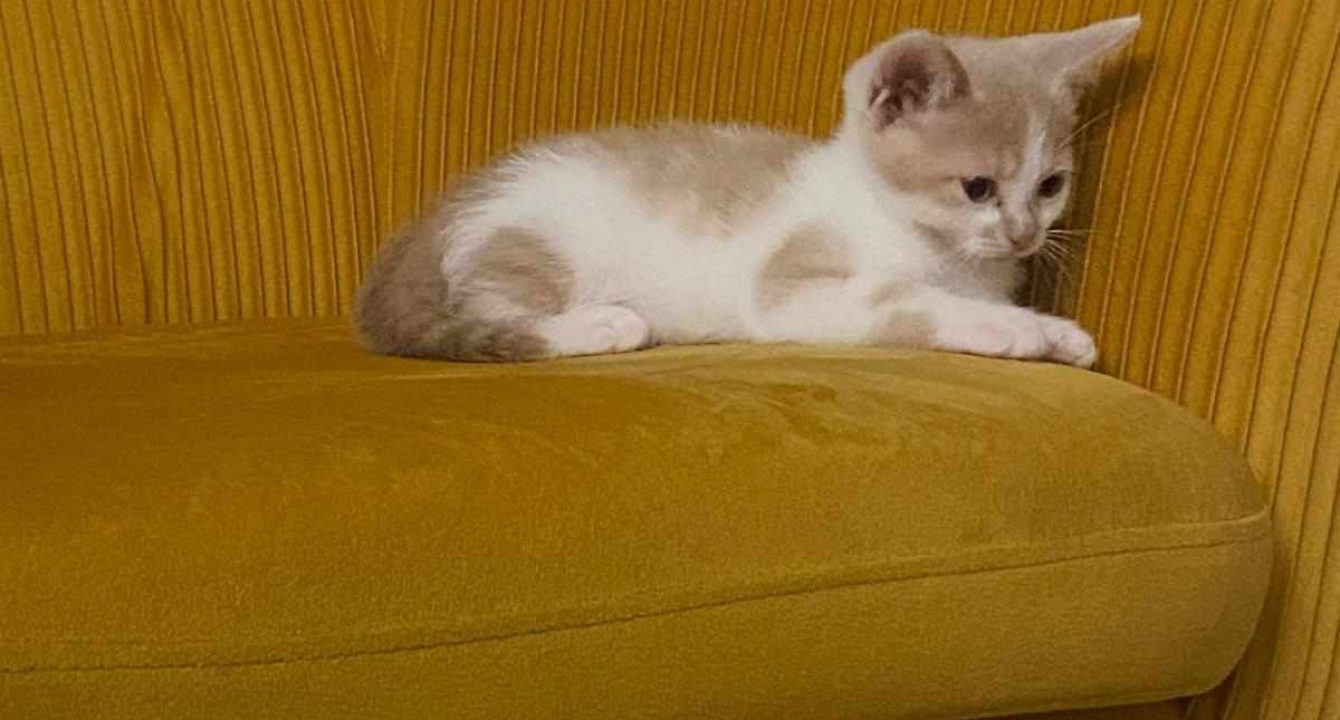 Un chaton blanc et roux assis sur un canapé jaune — photo de Simba ou Nala, chatons à adopter.
