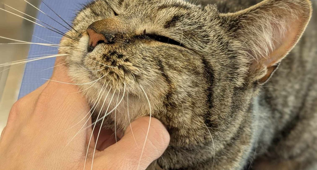 Nevada, un chat européen mâle se fait carresser la tête sur la table du vétérinaire suite à son opération. Il est disponible chez l'association Les amis d'Ivar