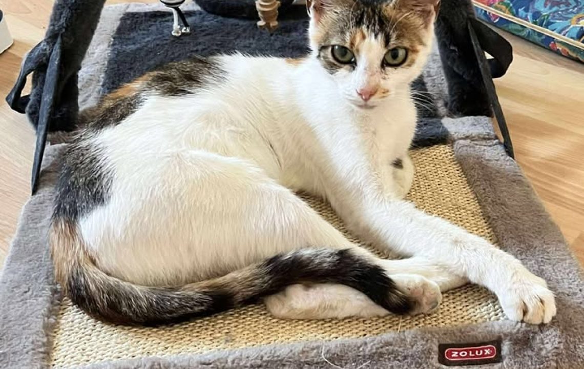 Arriet, chatte adulte à adopter dans le 59, installée sur un tapis pour chat dans sa famille d’accueil.