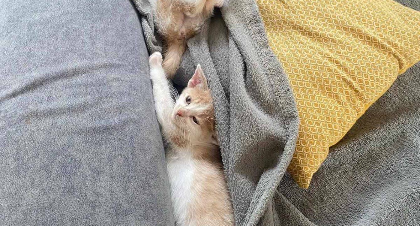 Deux chatons blanc et roux assis côte à côte sur une couette regardant dans la même direction — photo de Simba et Nala, chatons à adopter.