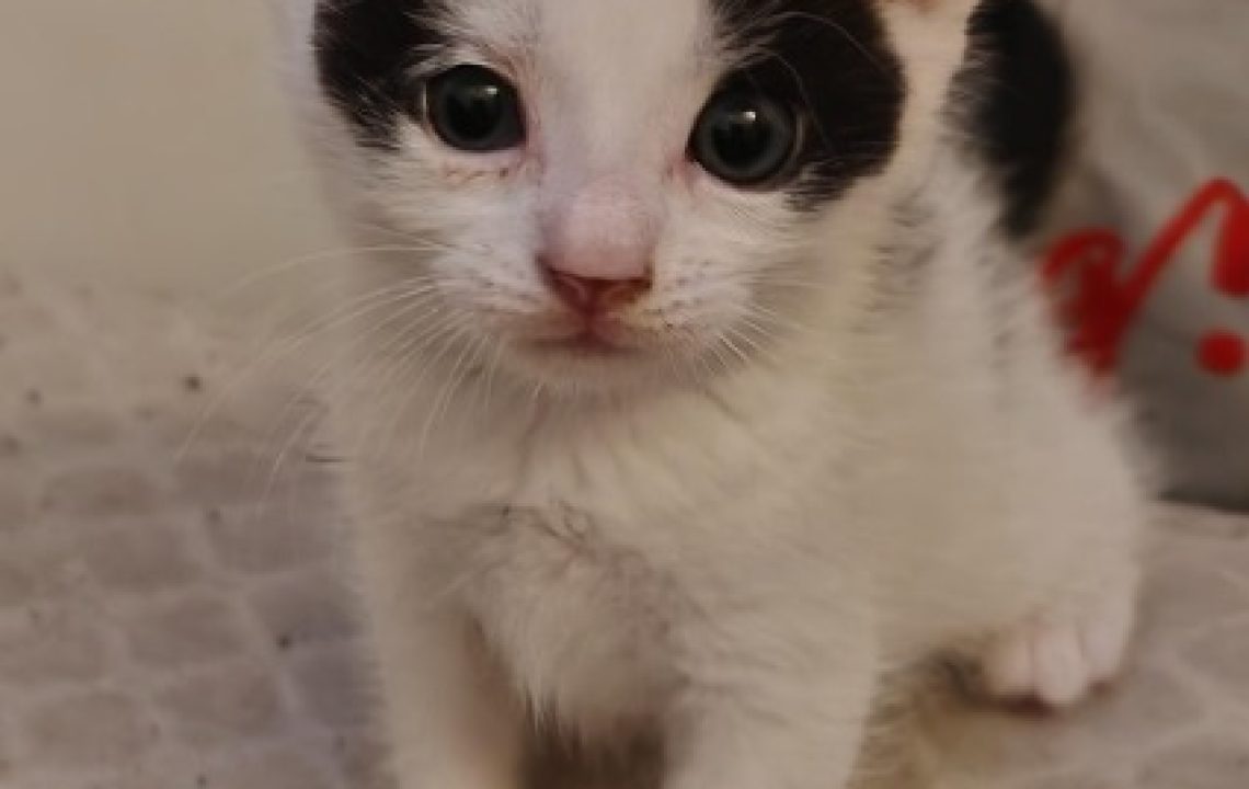 Narcos, chaton noir et blanc est assis sur un matelas