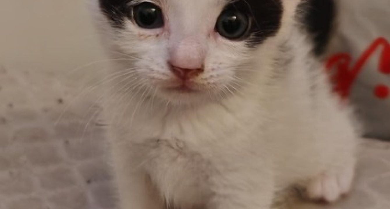 Narcos, chaton noir et blanc est assis sur un matelas