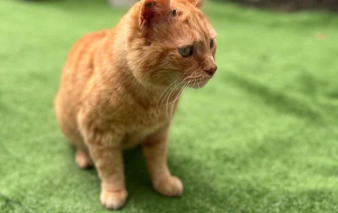 Chat roux âgé nommé Pompon, en attente d’adoption à Lille, observant les environs dans une cour sécurisée.