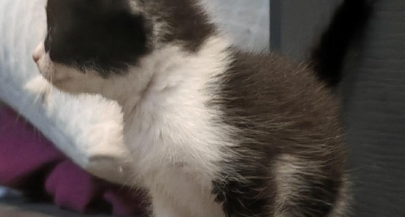 Flèche, chaton noir et blanc se balade et découvre une pièce