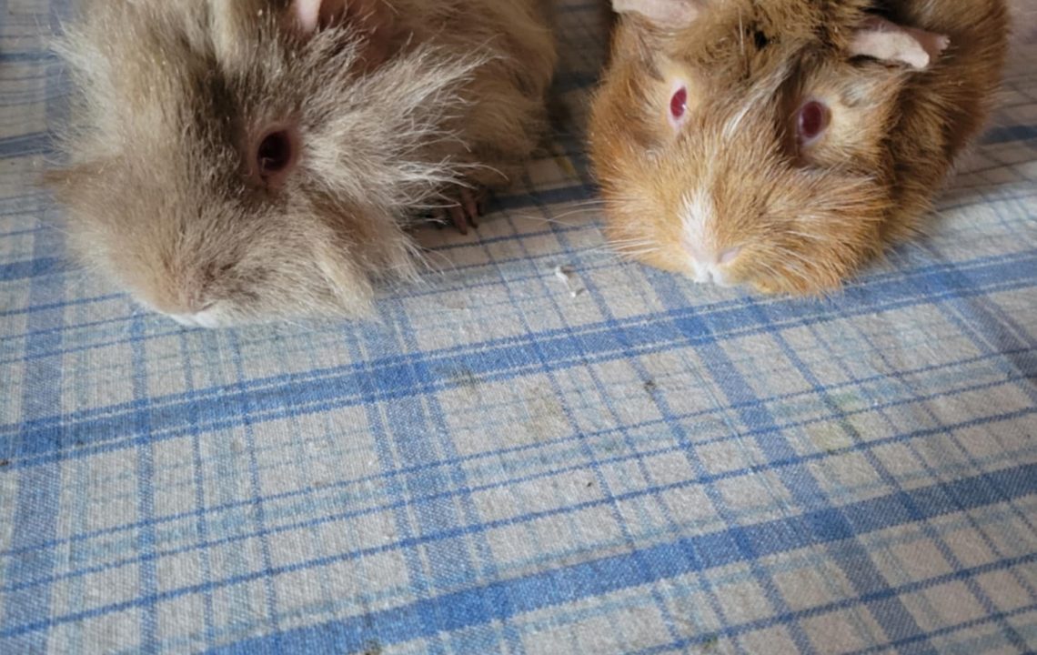 Anatole et Capucin, deux cochons d’Inde à adopter en duo, posés côte à côte sur une nappe bleue.