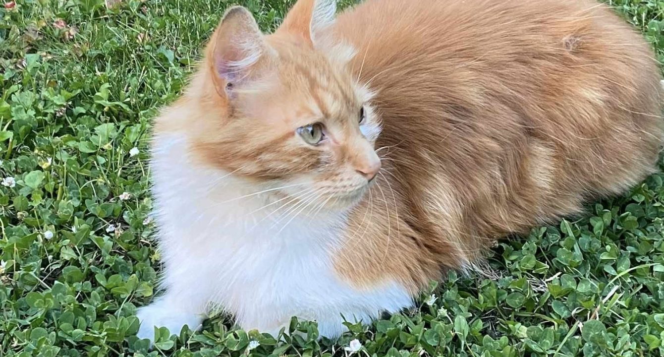 Scampi, un magnifique chat mâle de 3 ans, roux et blanc est allongé dans l'herbe de son jardin