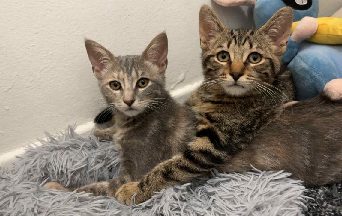 Chatons Arthur et Opale, très complices, prêts pour une adoption en duo, posés ensemble sur un coussin doux.