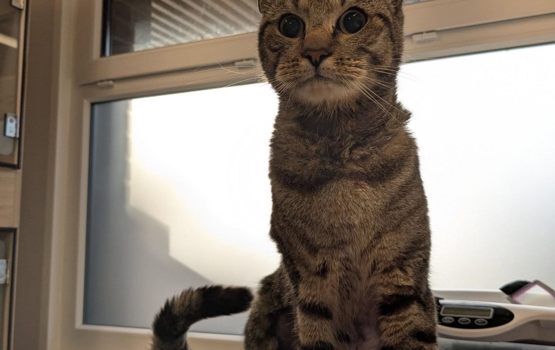 Chat tigré nommé Nevada en convalescence, assis sur une table vétérinaire, bandage violet à la patte.