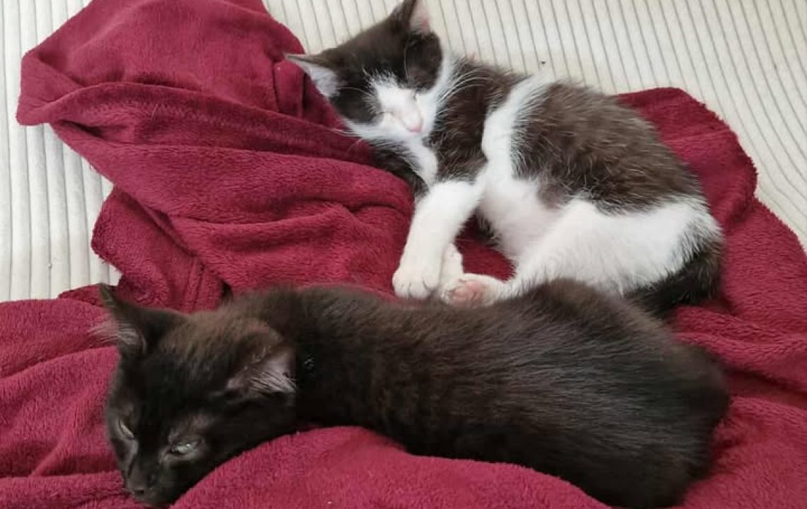 Deux chatons noirs et blancs endormis sur un plaid bordeaux posé sur un lit beige, avec un coussin rose en arrière-plan.