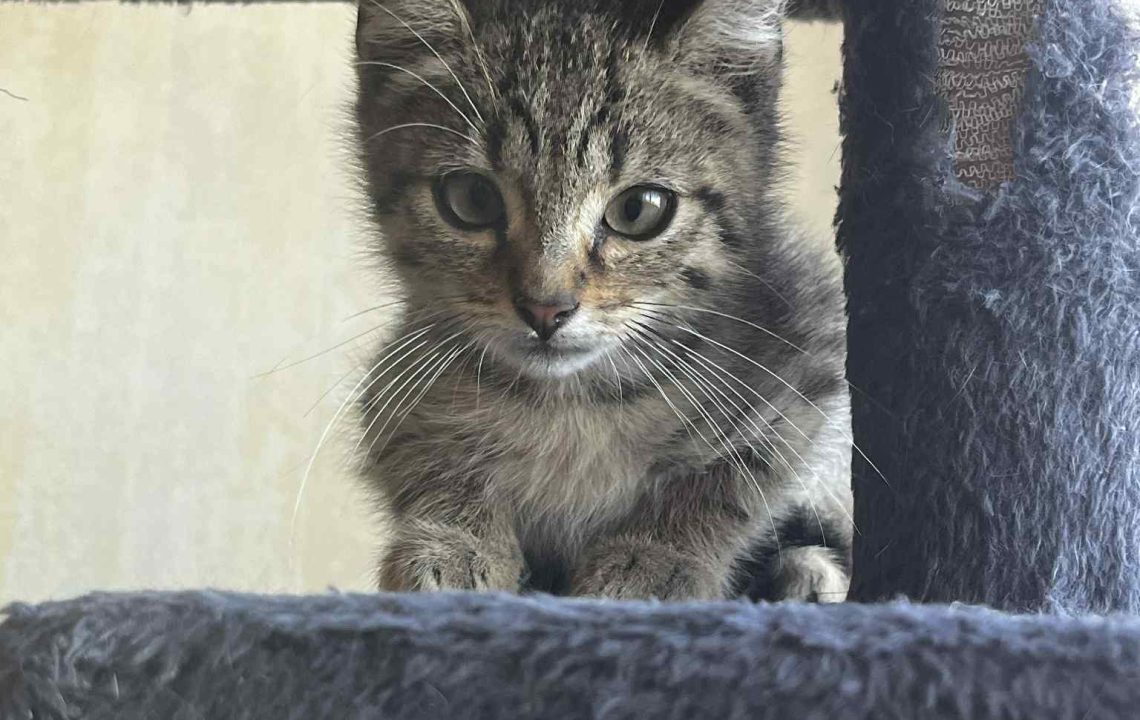 Vue frontale de Griffonne, posée entre deux poteaux de l’arbre à chat, avec un regard doux et curieux.